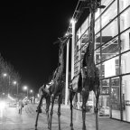 Walligans UK & Ireland Tour November 2017 – Part 3. Seahouses & Edinburgh.