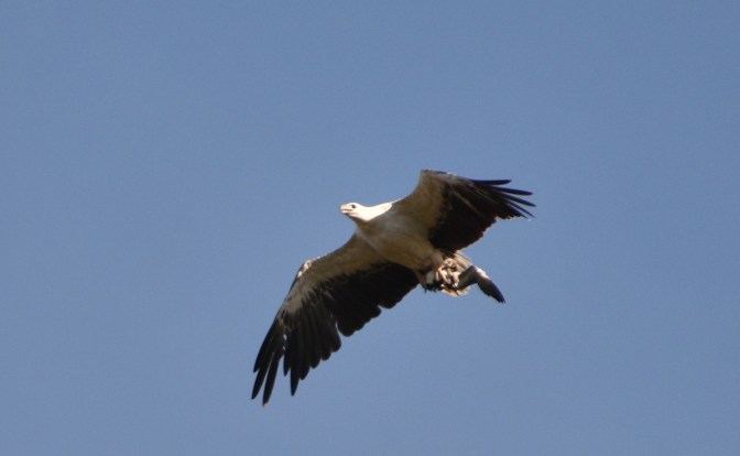 Is this a Sea Eagle?
