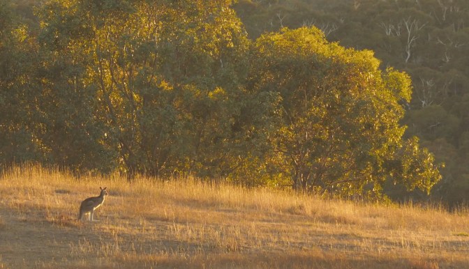 Kangaroo at sunrise