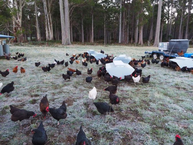 Frosty Morning at Happy Chook Farm