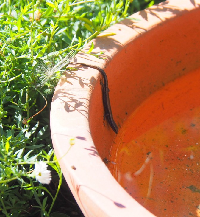 Flat out like a lizard drinking