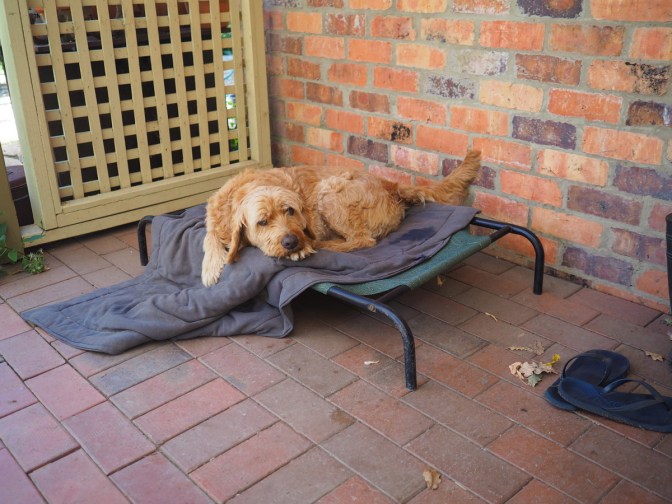 Banjo protecting the farm