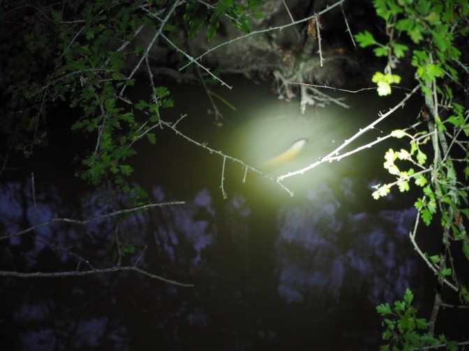 The eel in the creek.