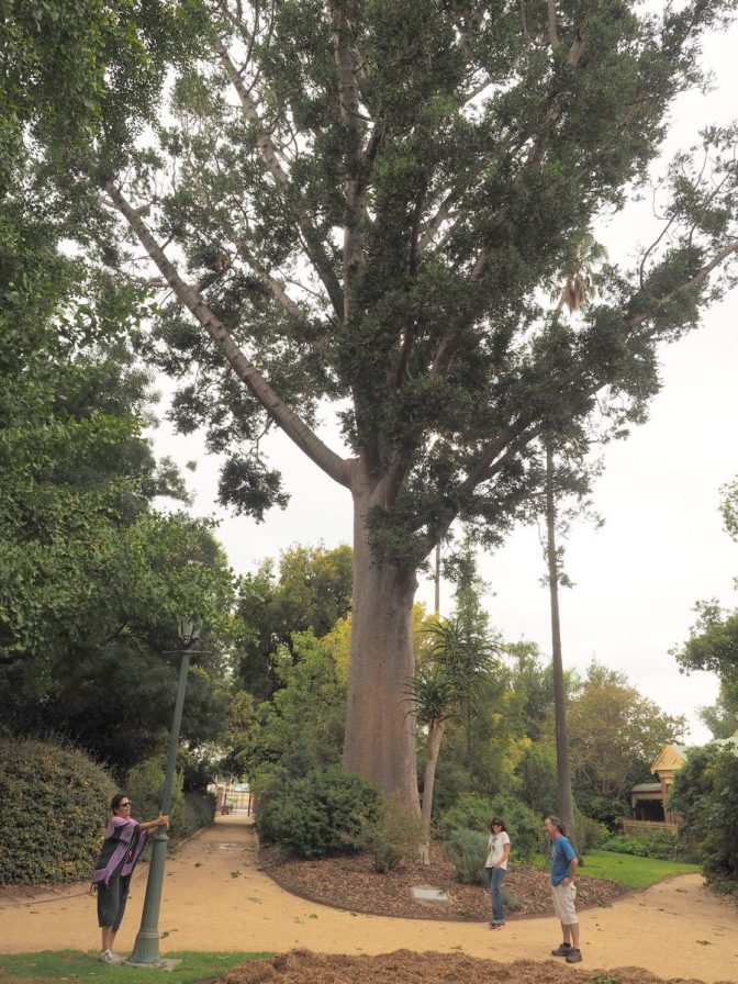 Bunya Pine, biggest tree in NSW