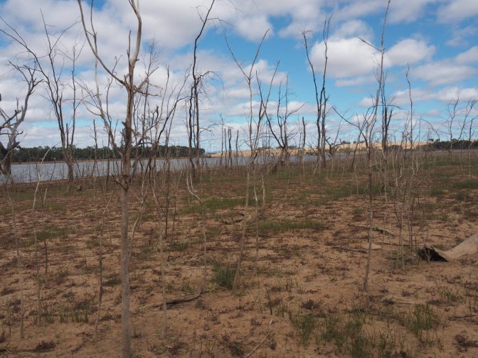 Trees growing from the lake bed