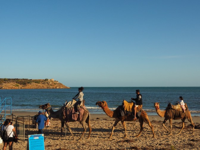 Victor Harbour Camels