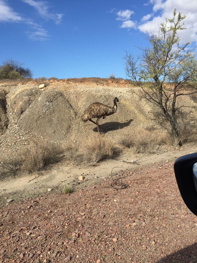 Emu