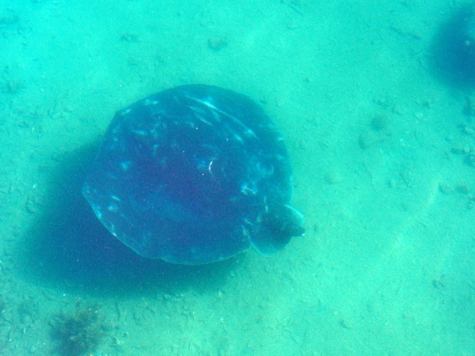 Manta Ray with no tail