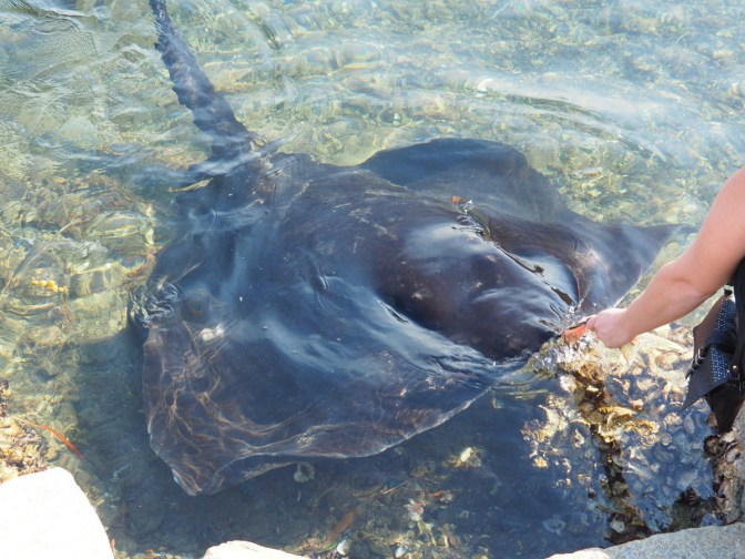 Hand feeding the Rays