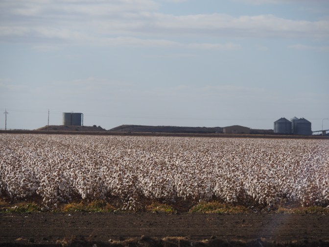 Cotton Fields