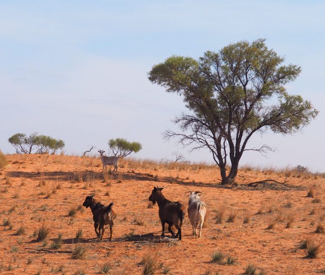 Feral Goats