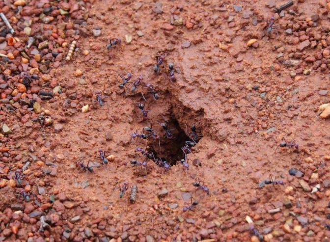 Meat Ant Nest