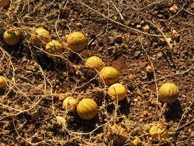 Alien Roadside Fruit