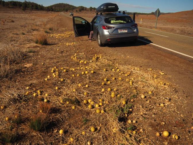 Alien Roadside Plants