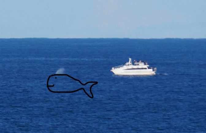 Whale Watching