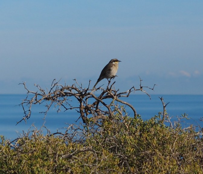 Bye bye birdy, bye bye