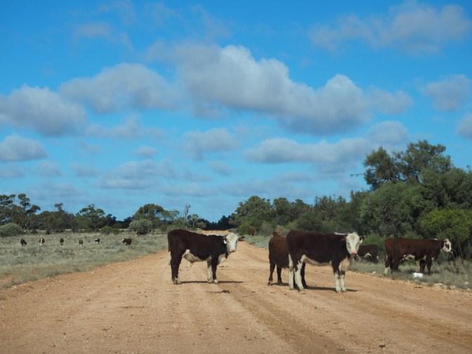 Jim:Moooove!  Cows:Feck off!