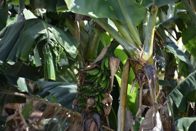 Banana tree