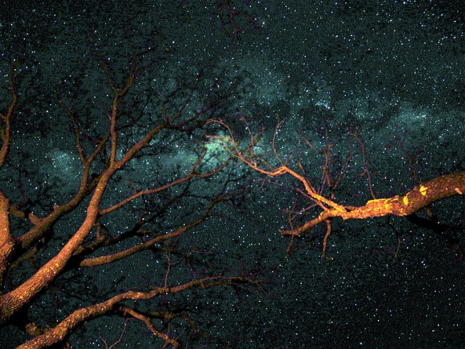 Milky Way through the trees