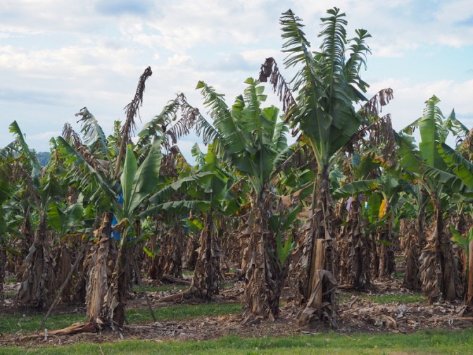 Banana farm in Uralba