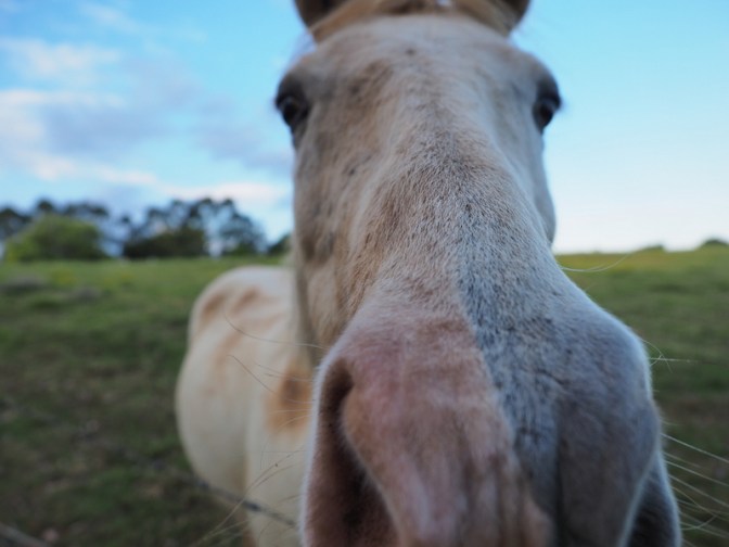VERY inquisitive horse