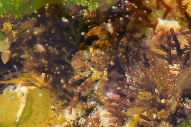 Crab in the rock pool