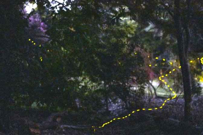 Fireflies in the Forest