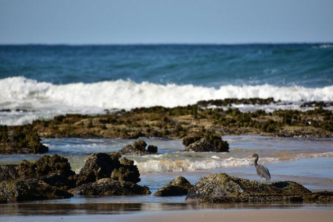 Interested and Interesting Bird