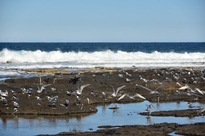 Flat Rock's original residents
