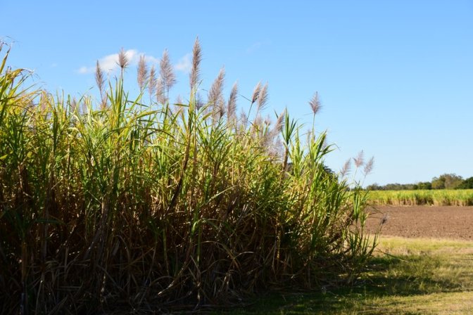 Sugar Cane Plantation