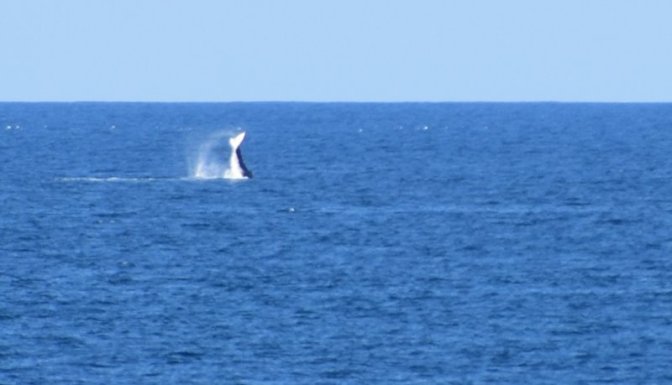 Whales breaching