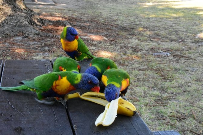 Are the chips in there?