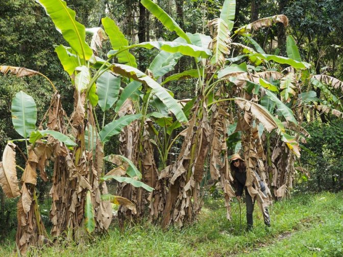 Forest Road Wild Banana Trees (and Jenni)