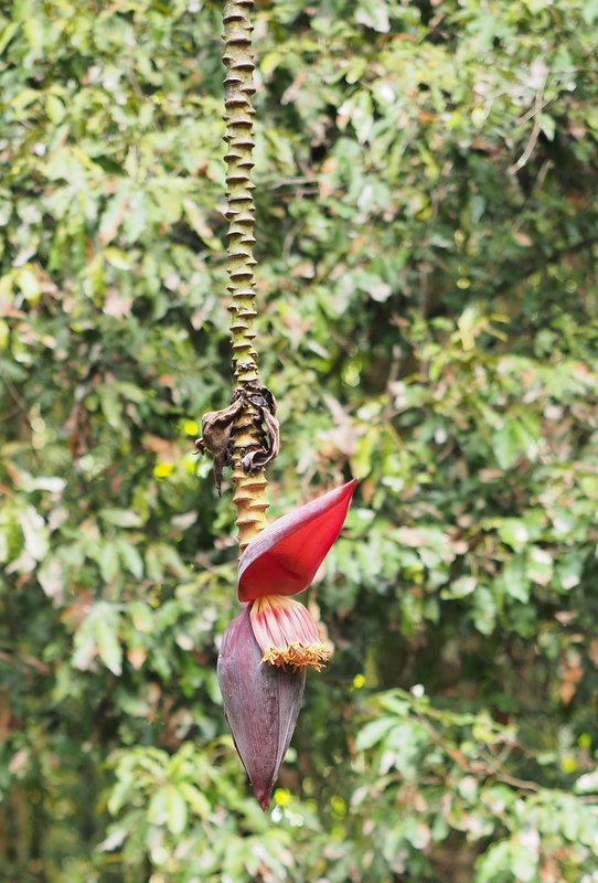 Banana Flowers