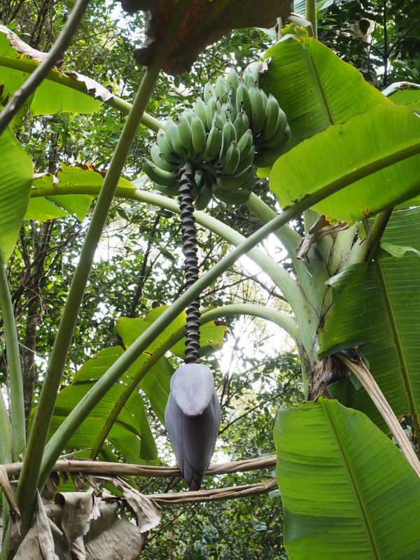 Banana Flowers