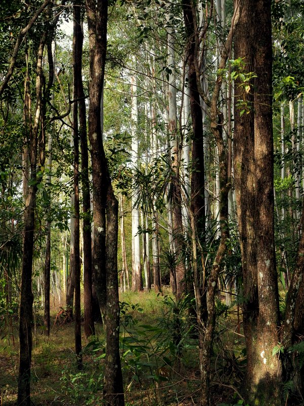 Eucalyptus trees shining in the sunlight