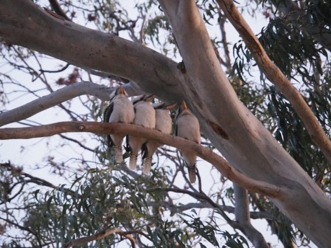 Kookaburras singing goodnight