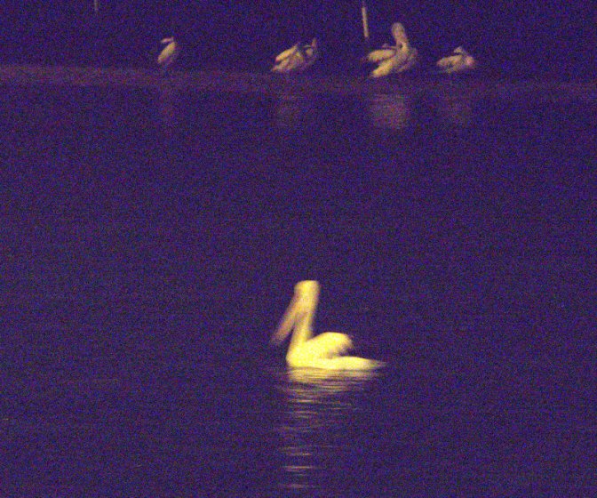 Pelicans Night Fishing