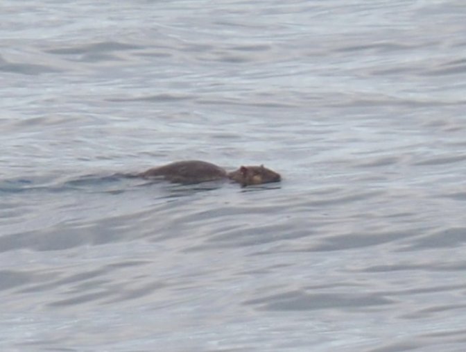 Australian fishing mammal (or marsupial)