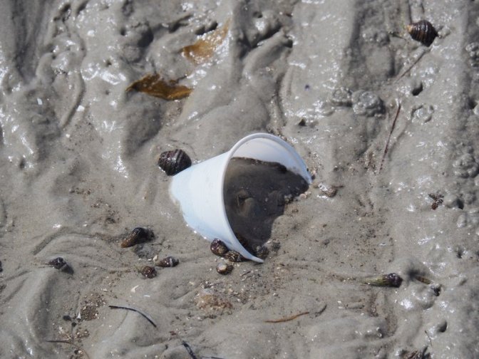 Ancient Plastic Cup Relic