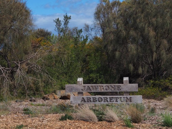 Jawbone Arboretum