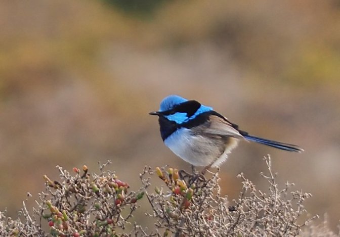 Superb Fairy Wren