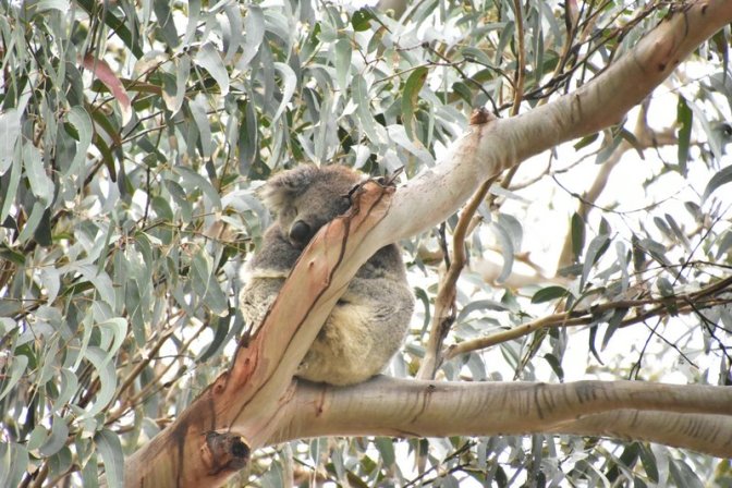 Yet another sleeping koala