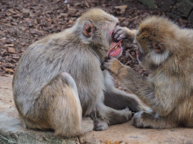 Advanced Monkey Grooming technique