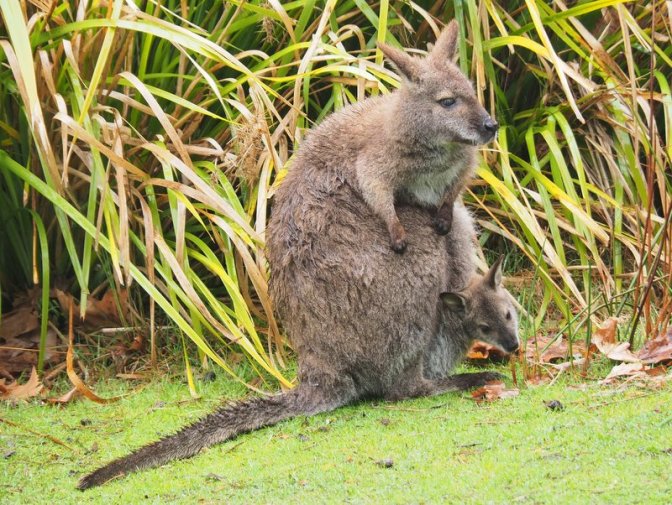 Mother and baby wallaby