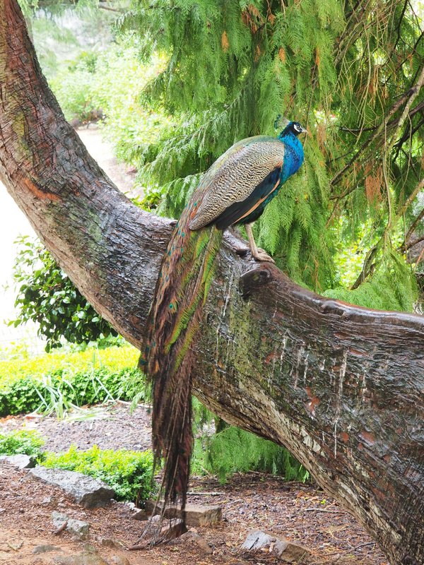 I'm sexy and I know it