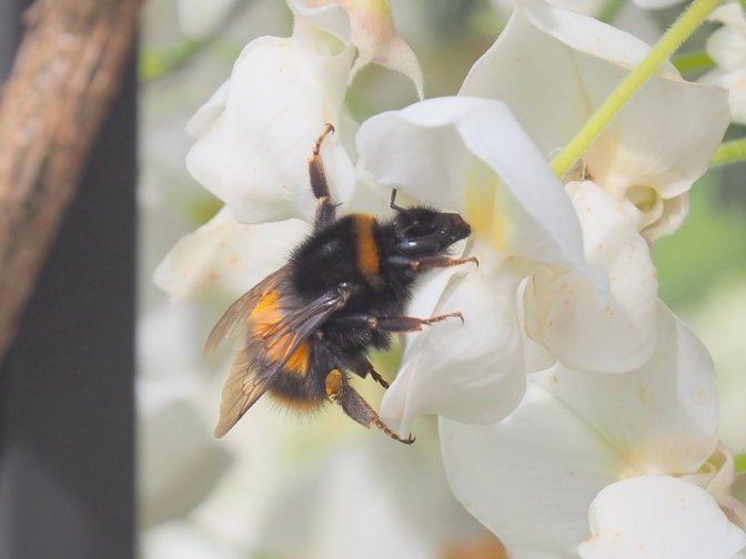Bumblebee having lunch