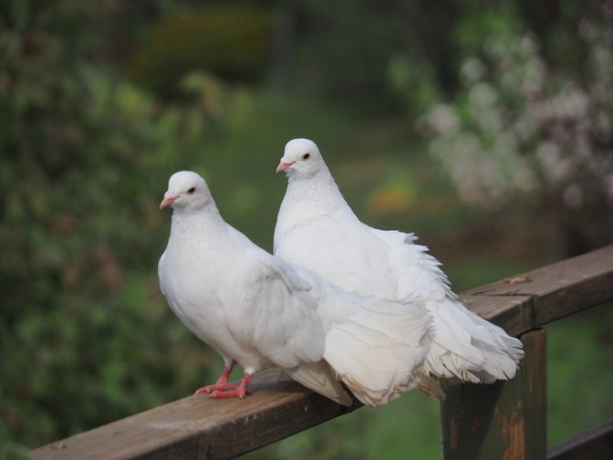 Pet Doves
