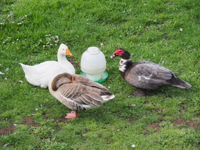 Ducks and geese