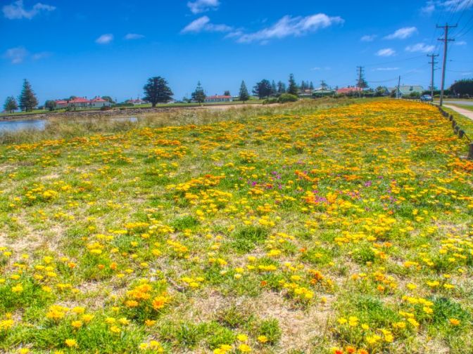 Field of Wild Flowers